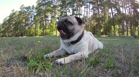 Pug lies on the grass. Stock Footage 53142338