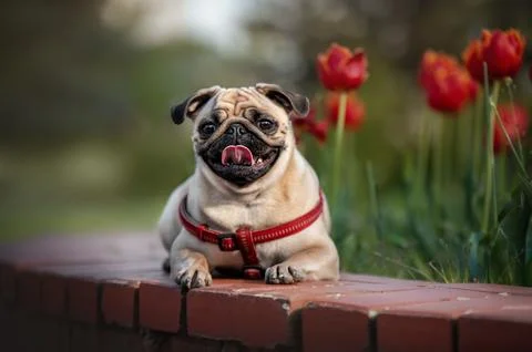 A pug lies in the grass next to a single red tulip in a spring garden scene Stock Photos