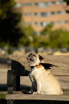 Pug looking up on a bench wearing vampire costume Stock Photos