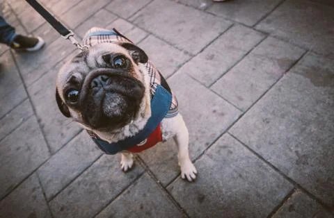 Pug looking at camera Stock Photos