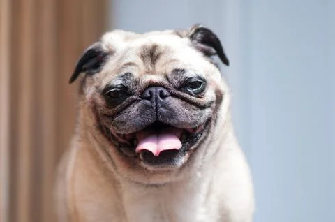 Pug looking at camera tilted head laughing Stockfoto's