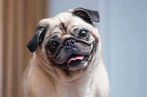 Pug looking at camera tilted head smiling Stock Photos