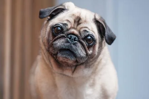 Pug looking at camera tilted head tilted Stock Photos