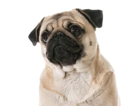 Pug looking up Stock Photos