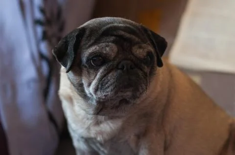 A Pug looks left Stock Photos