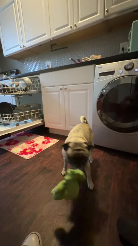 Pug Looks For Toy After Launching It, Chicago, Illinois, USA - 08 Jul 2026 動画素材 341899247