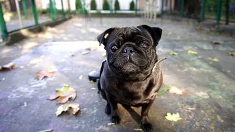 Pug Lucy Stock Footage 145453347