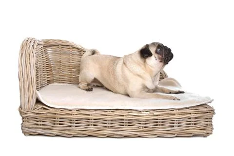 Pug on a luxury bed Stock Photos