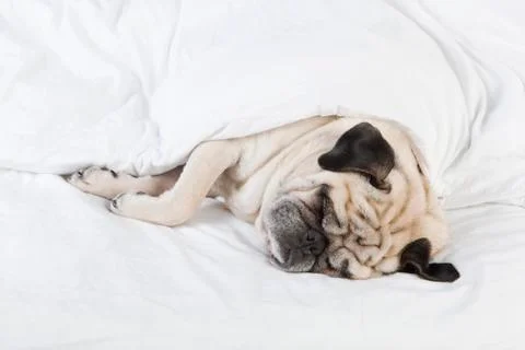 Pug lying in bed Stock Photos