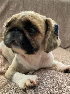 Pug lying on a comfortable sofa 스톡 사진
