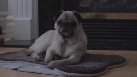 Pug Lying on Dog Bed by Fireplace, Looking Around Indoors 動画素材 345842829