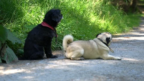 Pug makes roll Stock Footage 92655884