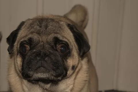 Pug (mops) sitting on a sofa Stock Photos