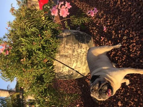 Pug on Nature Stock Photos