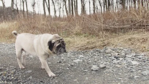 Pug out for a solo walk Stock Footage 74336452