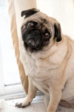 Pug Stock Photos