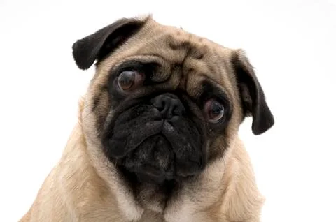 Pug Stock Photos