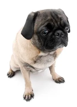 Pug Stock Photos