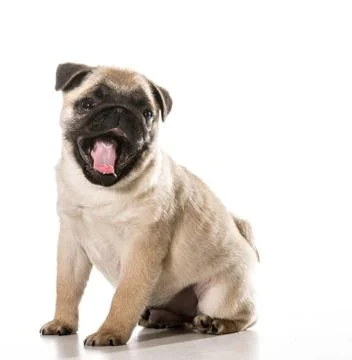 Pug Stock Photos