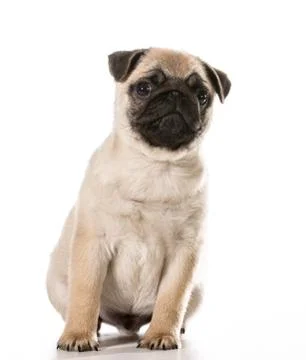 Pug Stock Photos