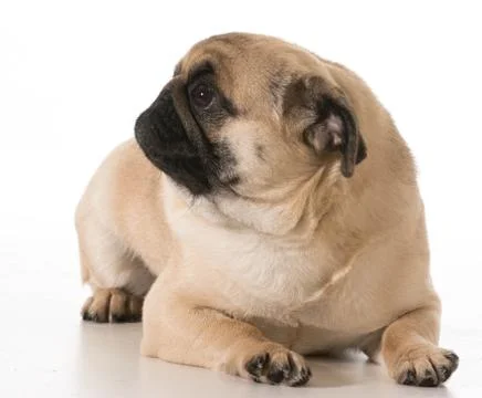 Pug Stock Photos
