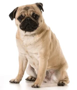 Pug Stock Photos