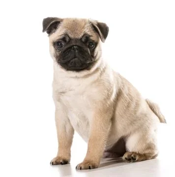 Pug Stock Photos