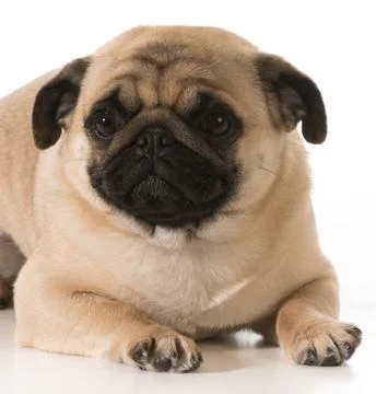 Pug Stock Photos