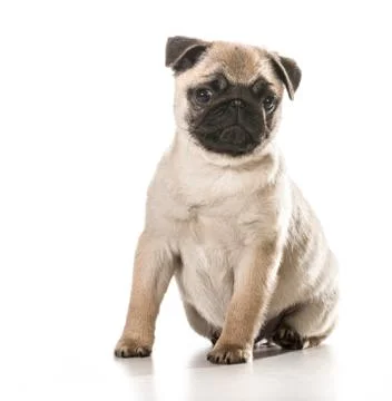 Pug Stock Photos