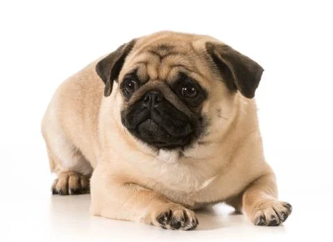 Pug Stock Photos
