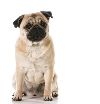 Pug Stock Photos
