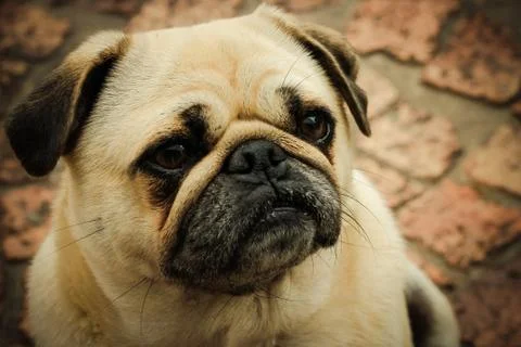 The Pug Stock Photos