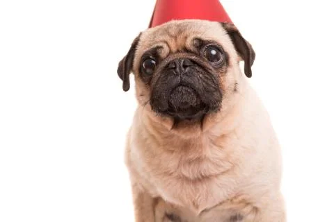 Pug Stock Photos