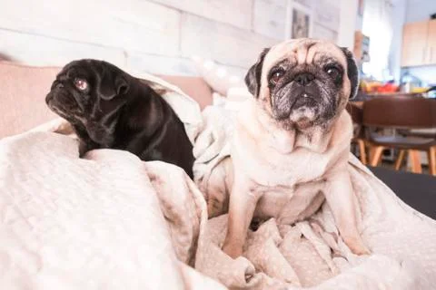 Pug 스톡 사진