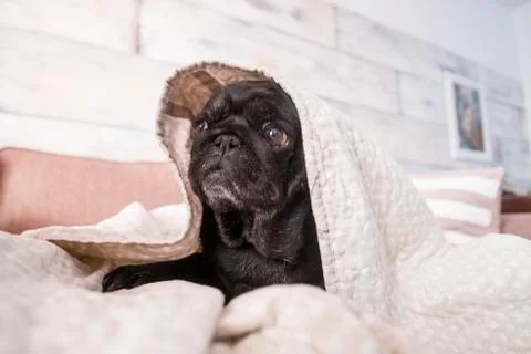 Pug Stock Photos