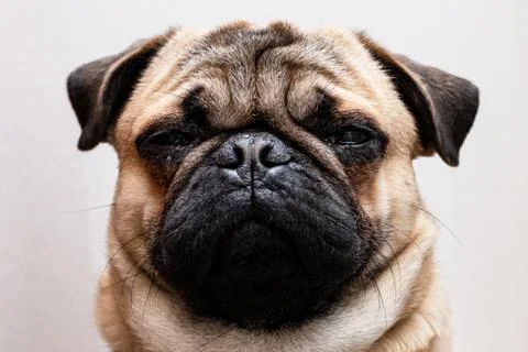 Pug Foto stock
