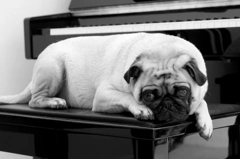 Pug on Piano Bench Stock Photos