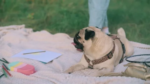 Pug on a picnic. Stock-Footage 342822649