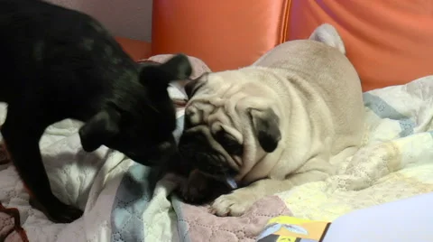 Pug playing on couch Stock Footage 68386150