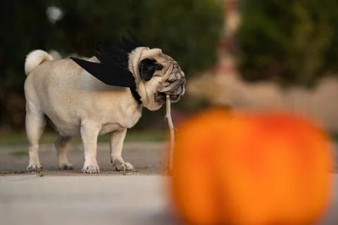 Pug playing with stick while dressed for halloween with bat wings, pumpkin in Stock Photos