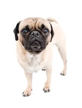 Pug Portrait Stock Photos