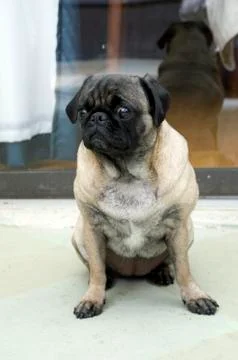 Pug Portrait Stock Photos