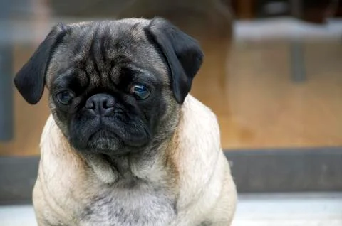 Pug Portrait Stock Photos