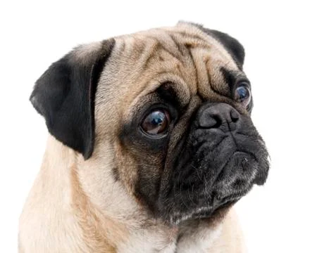 Pug Portrait 库存照片