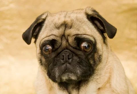 Pug Portrait Фото