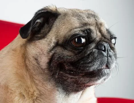 Pug Portrait 库存照片