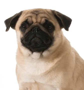 Pug portrait Foto stock