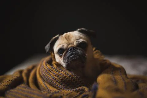 Pug posing in warm blanket Stock Photos