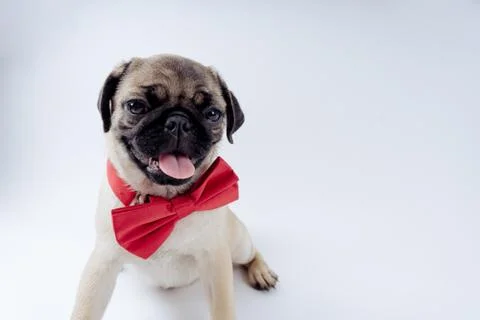 Pug posing on a white background Stock Photos