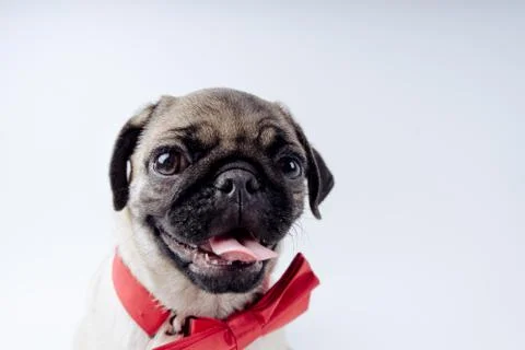 Pug posing on a white background Stock Photos